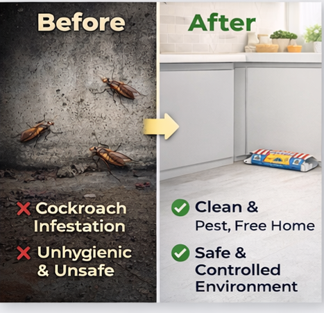 Cockroach Bait Sticky  Glue Traps -Insect Pest Control-pack of 10 with Attractant